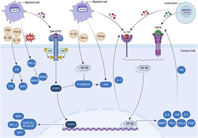 Trinity of inflammation, innate immune cells and cross-talk of signalling pathways in tumour microenvironment